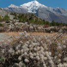 Mountain and Thorns
